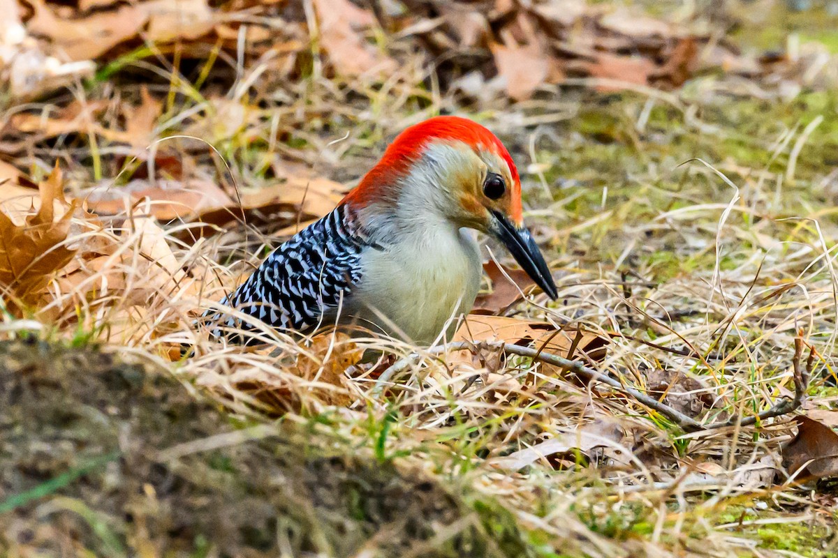 Red-bellied Woodpecker - ML645643035