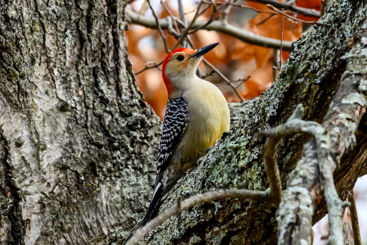 Red-bellied Woodpecker - ML645643036