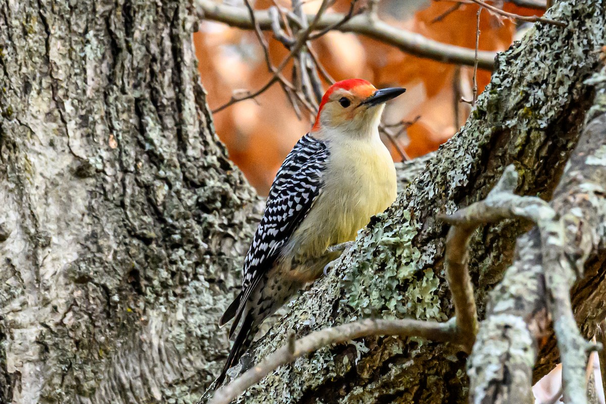 Red-bellied Woodpecker - ML645643037