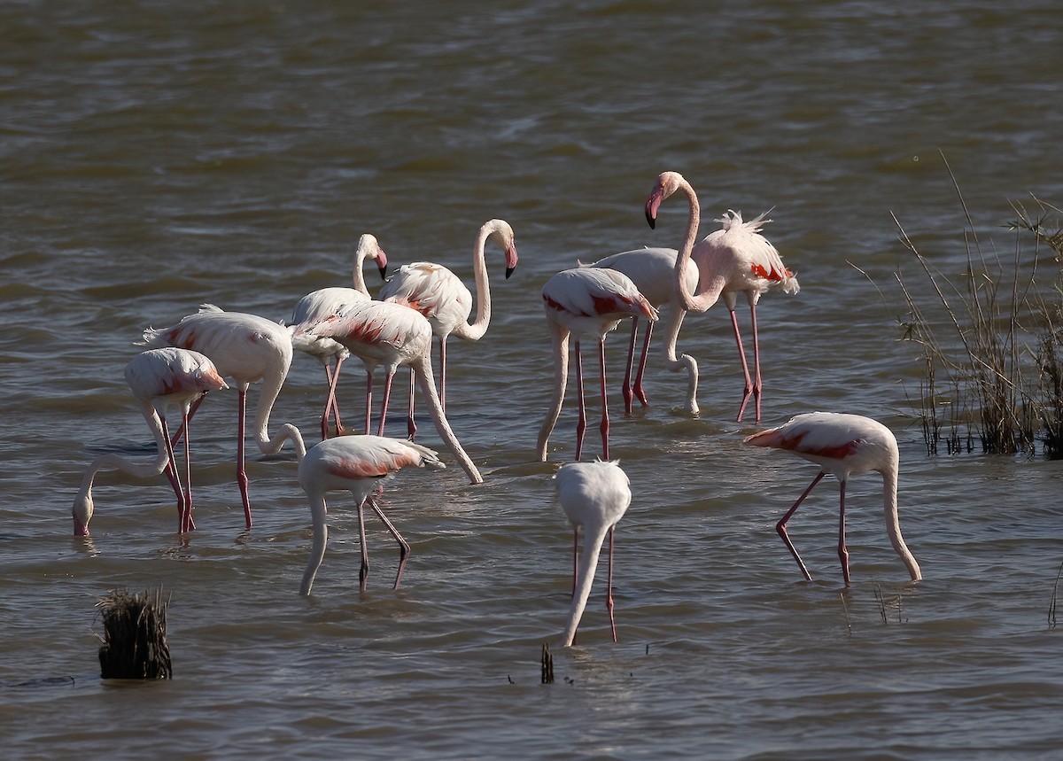 Greater Flamingo - ML645643038