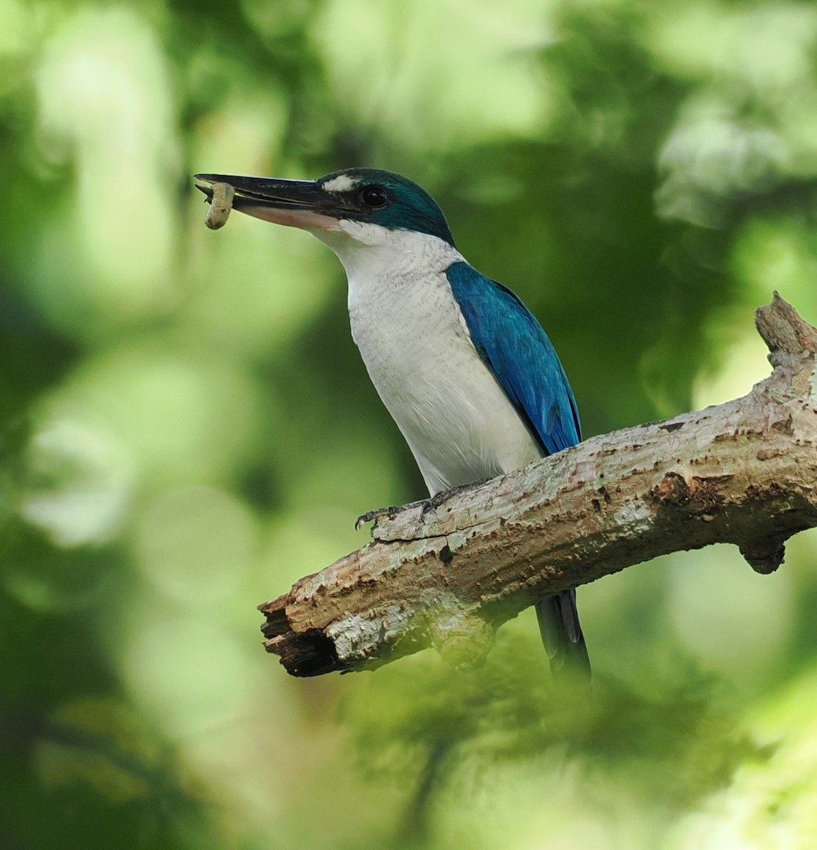 白領翡翠 - ML645643039