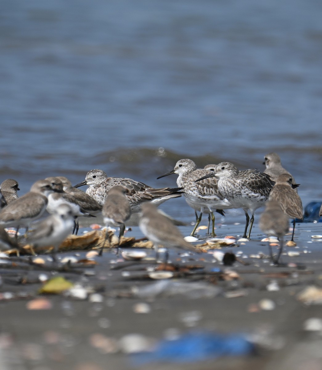 Great Knot - ML645643040