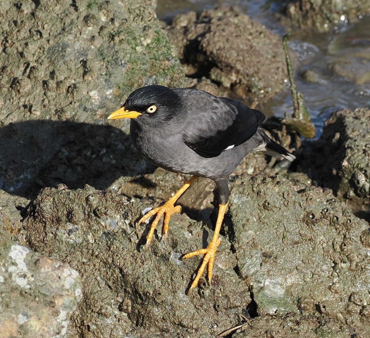 白尾八哥 - ML645643050