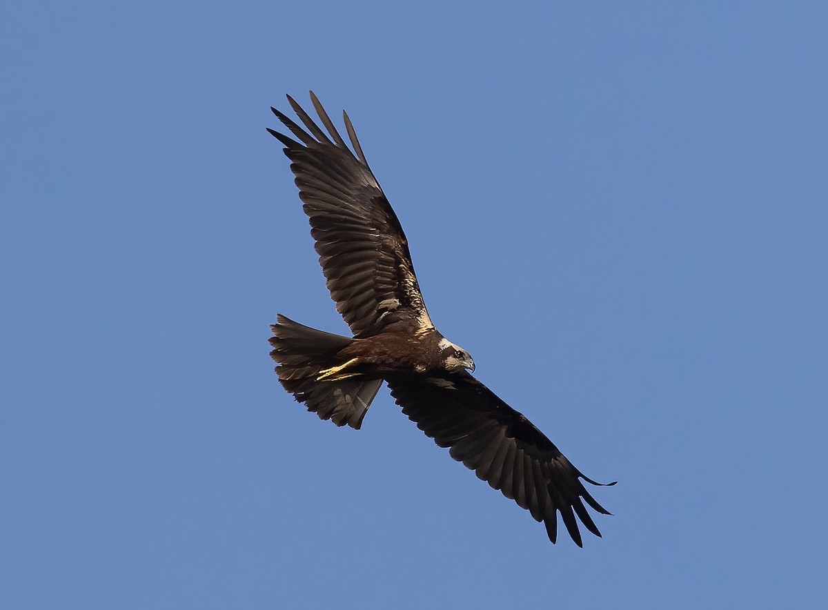Western Marsh Harrier - ML645643057