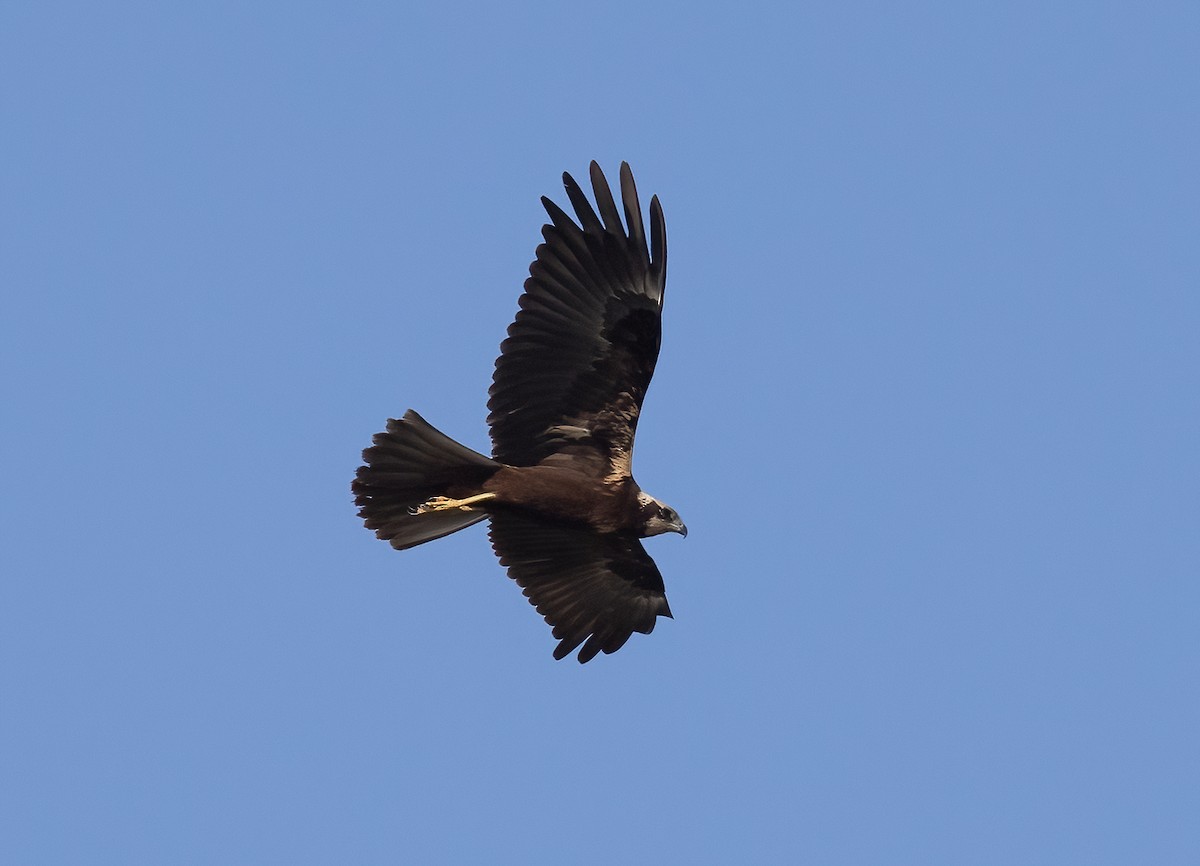 Western Marsh Harrier - ML645643058