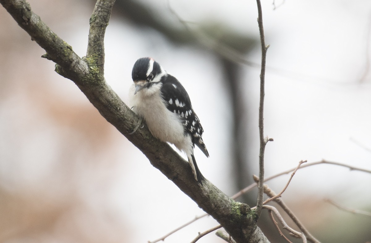 Pic mineur - ML645643061