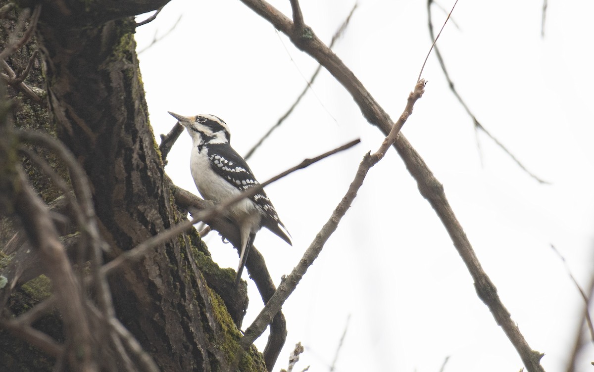 Pic chevelu - ML645643067