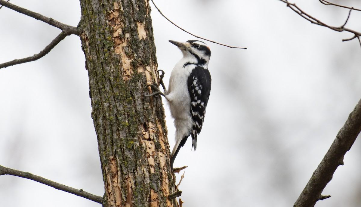 Pic chevelu - ML645643068