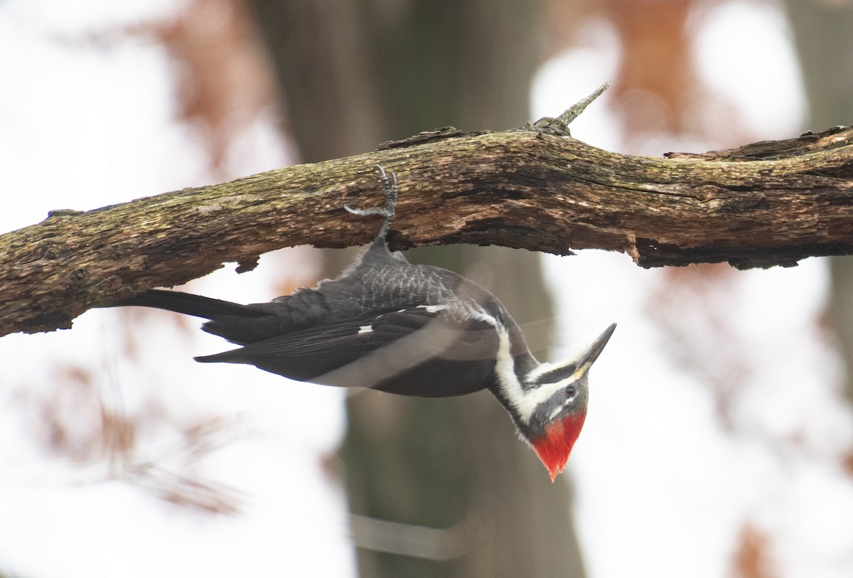 datel chocholatý - ML645643071