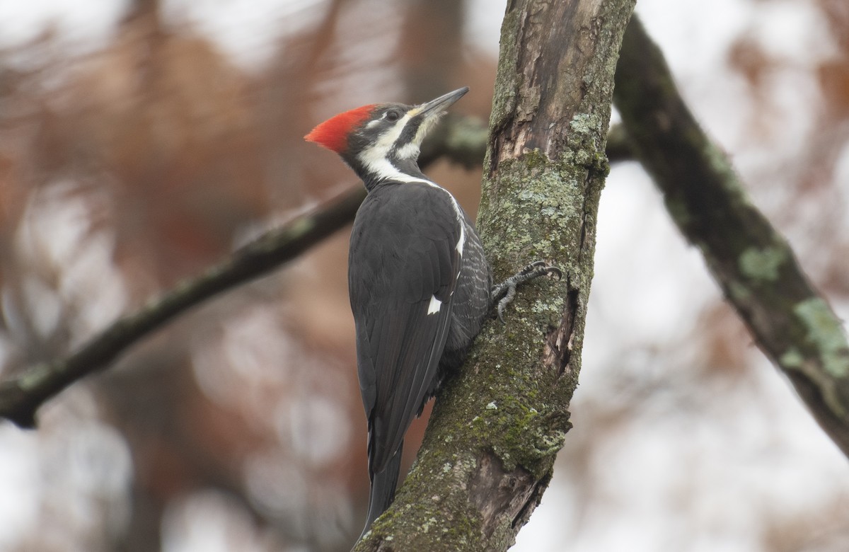 datel chocholatý - ML645643072