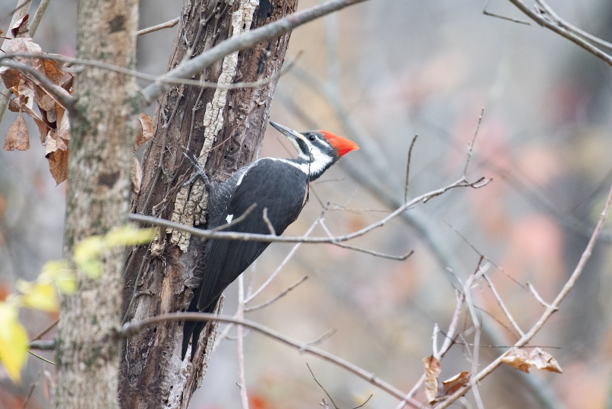datel chocholatý - ML645643073
