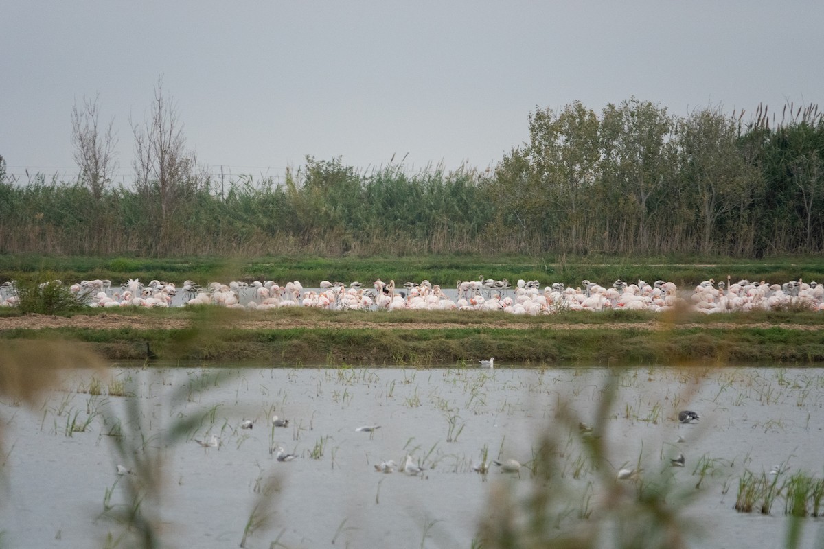 plameňák růžový - ML645643074