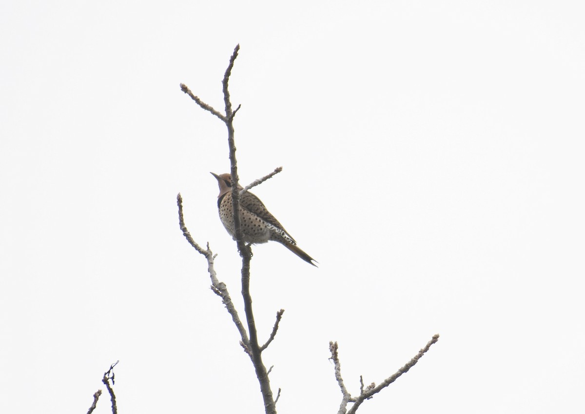 Pic flamboyant - ML645643077