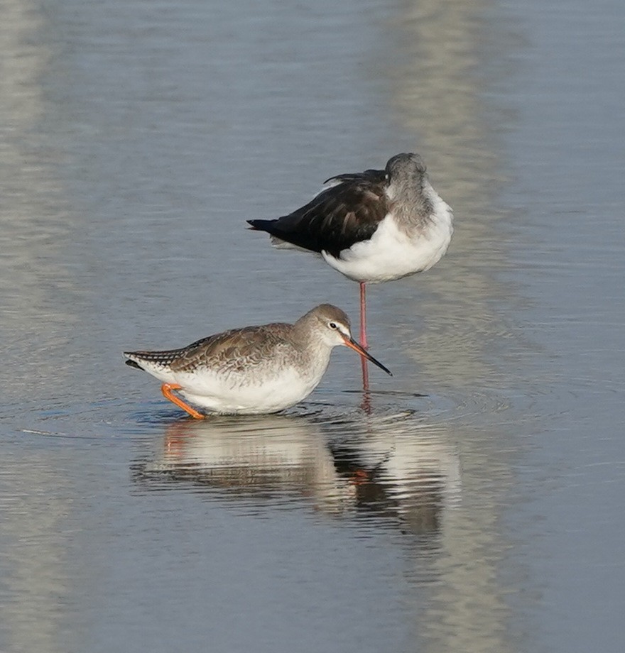 Spotted Redshank - ML645643079