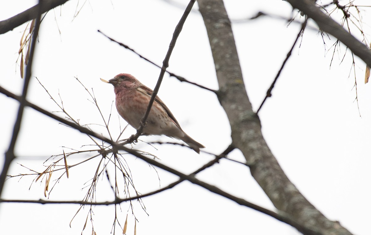 purpurfink - ML645643085