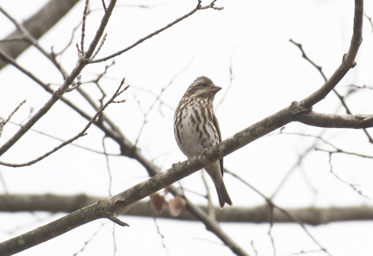 purpurfink - ML645643086