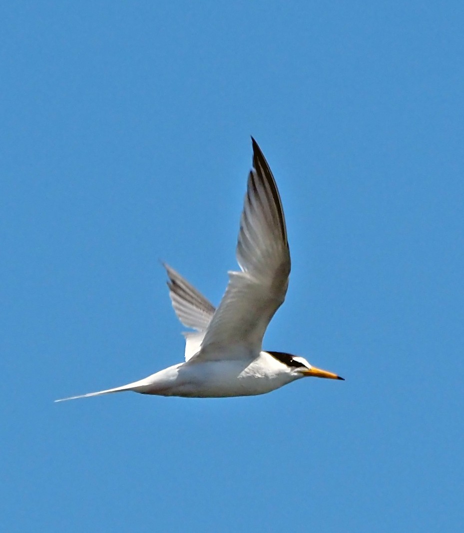 コアジサシ - ML645643087