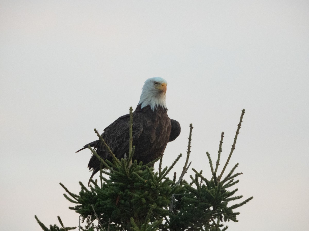 ハクトウワシ - ML645643088