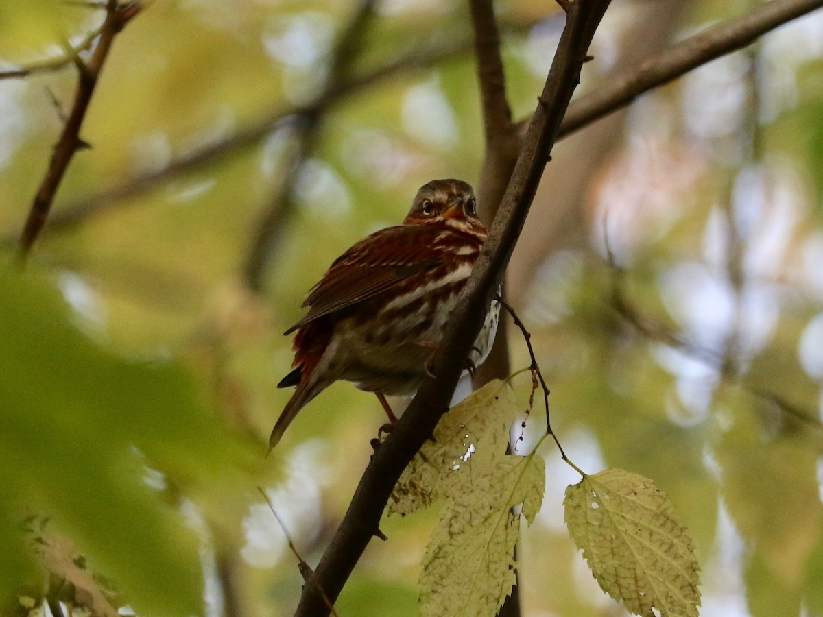 ゴマフスズメ（iliaca／zaboria） - ML645643089