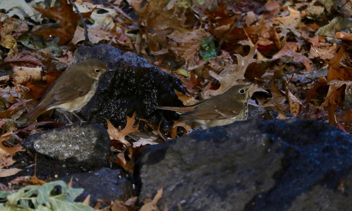 チャイロコツグミ - ML645643093