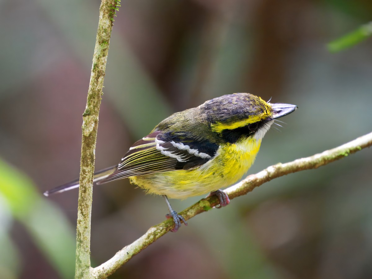 キムネハシビロヒタキ - ML645643094