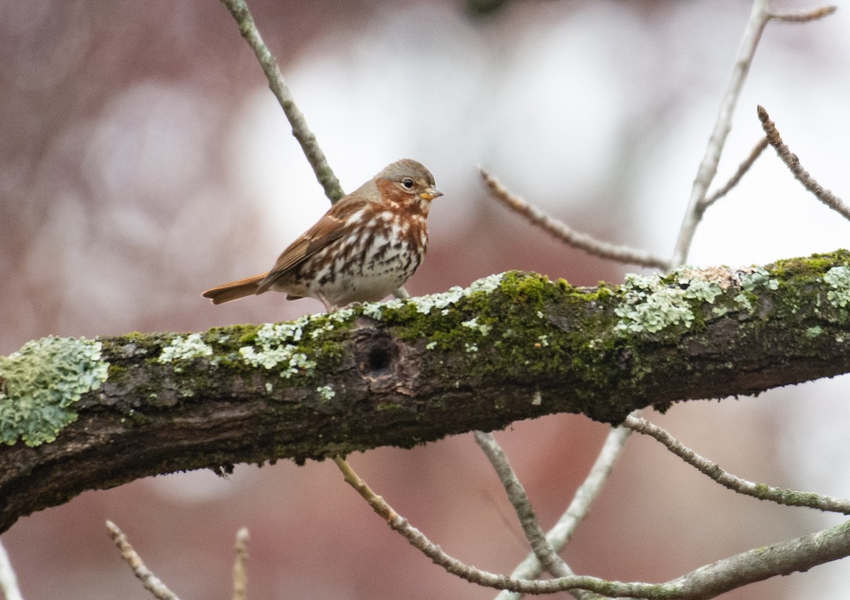 ゴマフスズメ - ML645643095