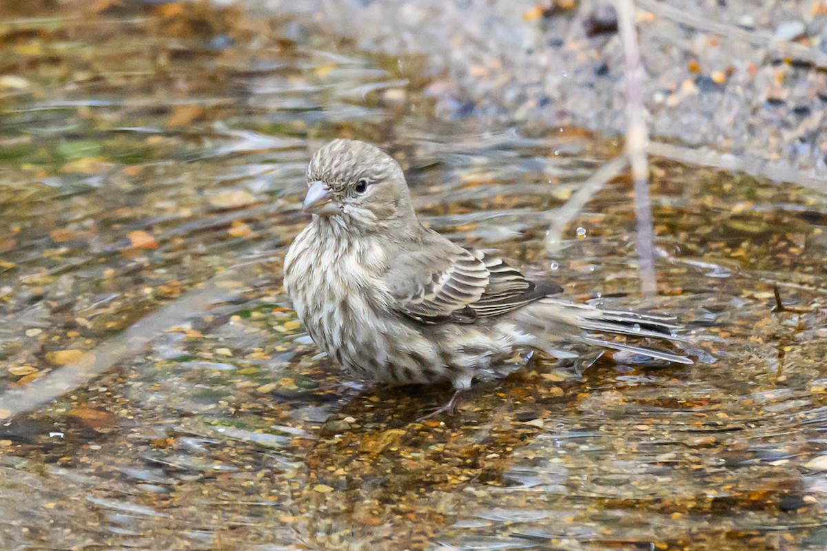 メキシコマシコ - ML645643096