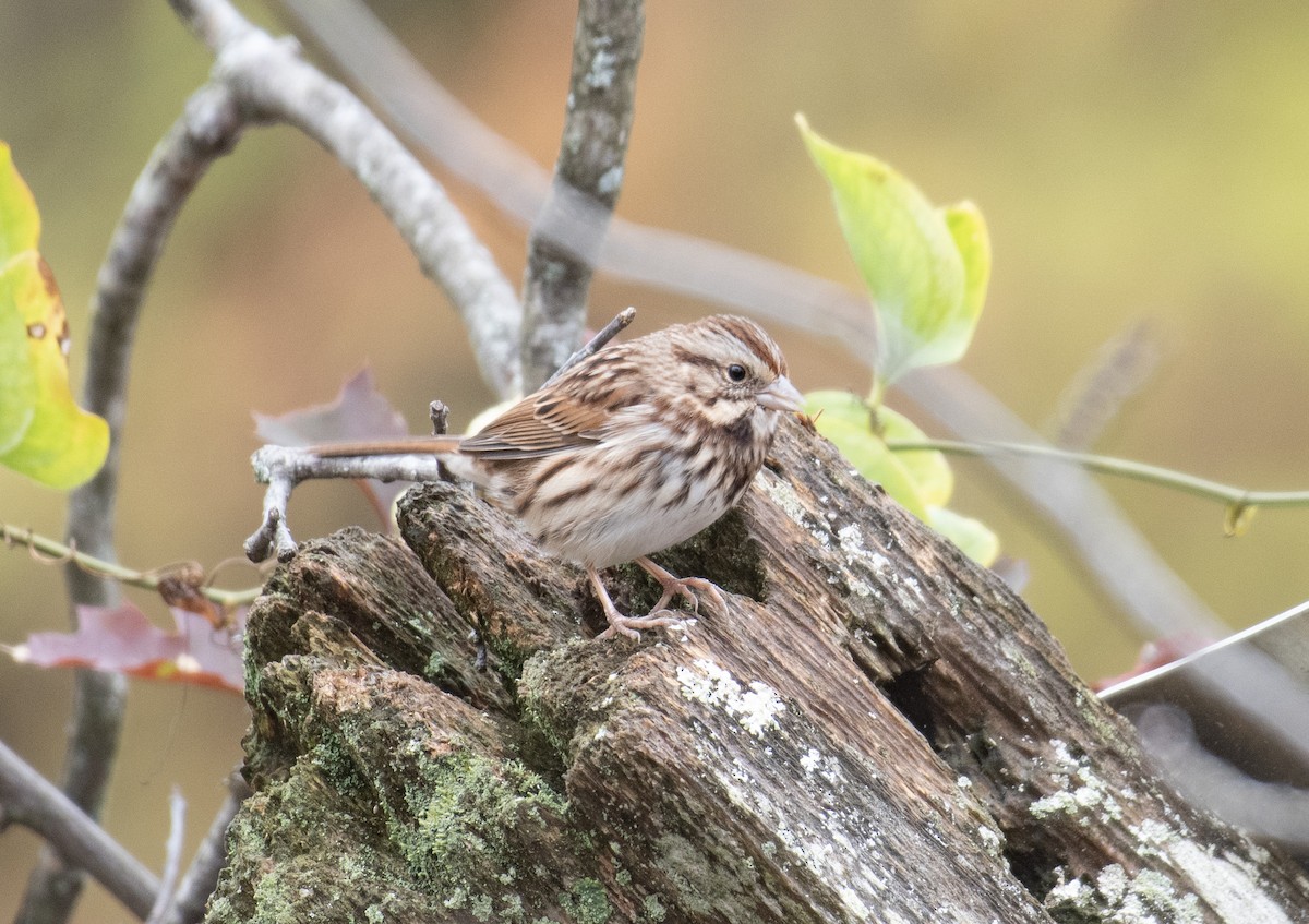 ウタスズメ - ML645643097
