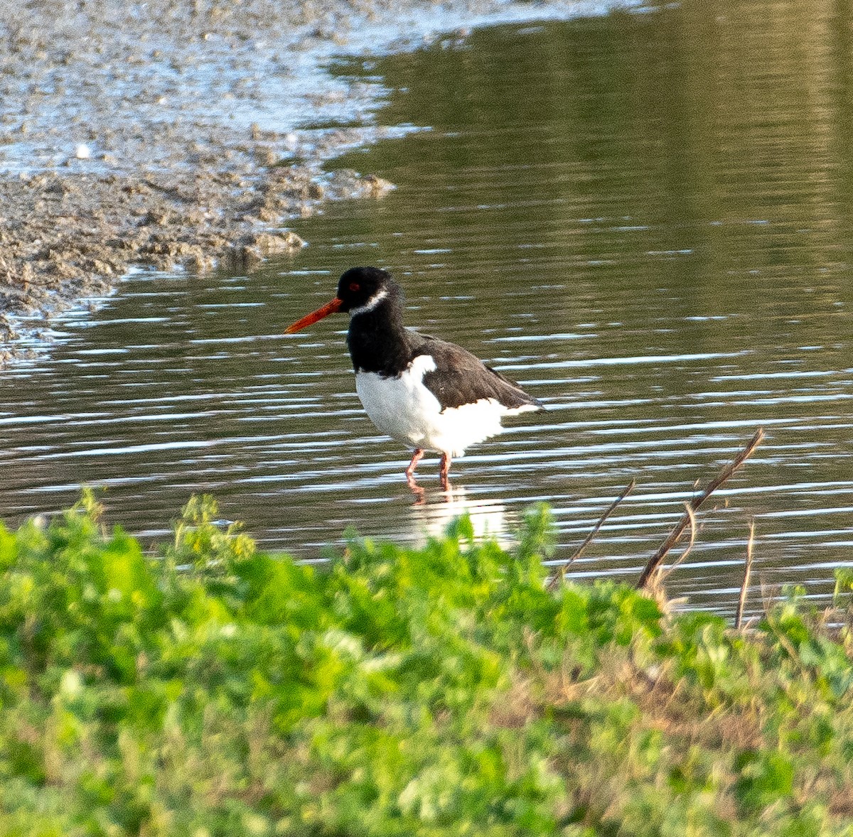 ミヤコドリ - ML645643098