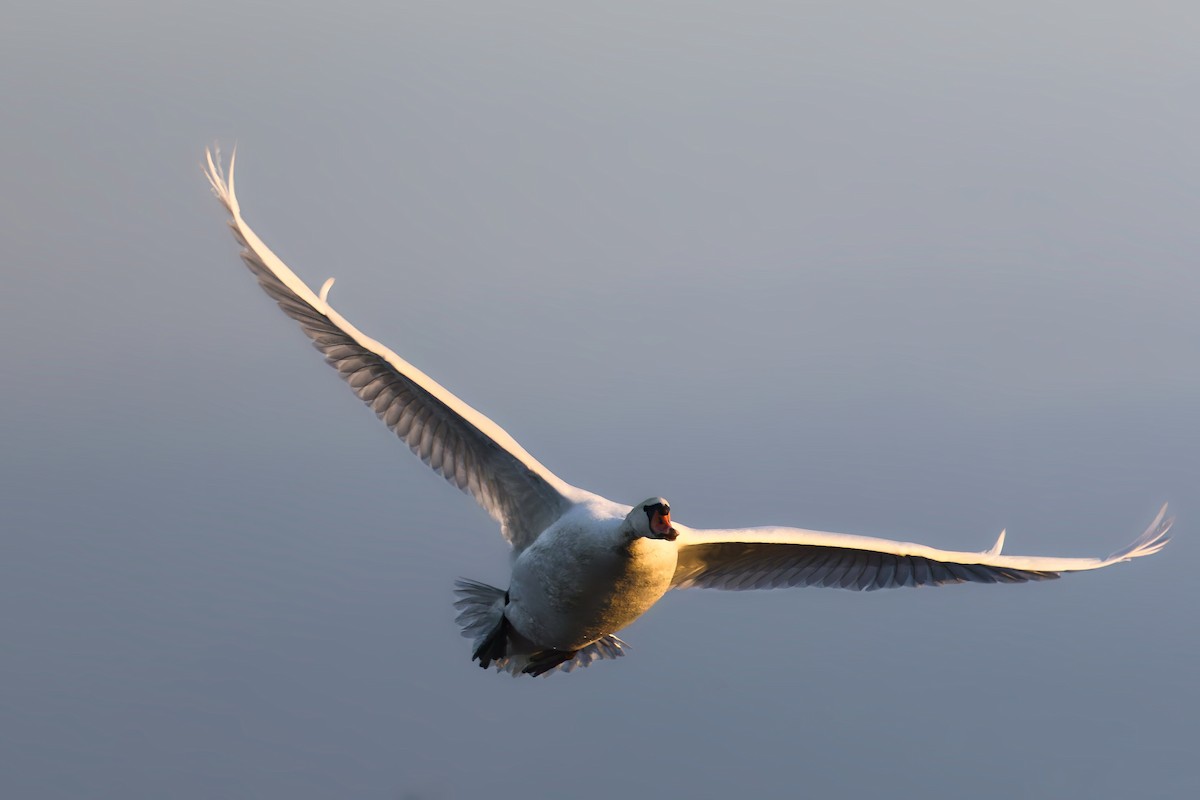 コブハクチョウ - ML645643099