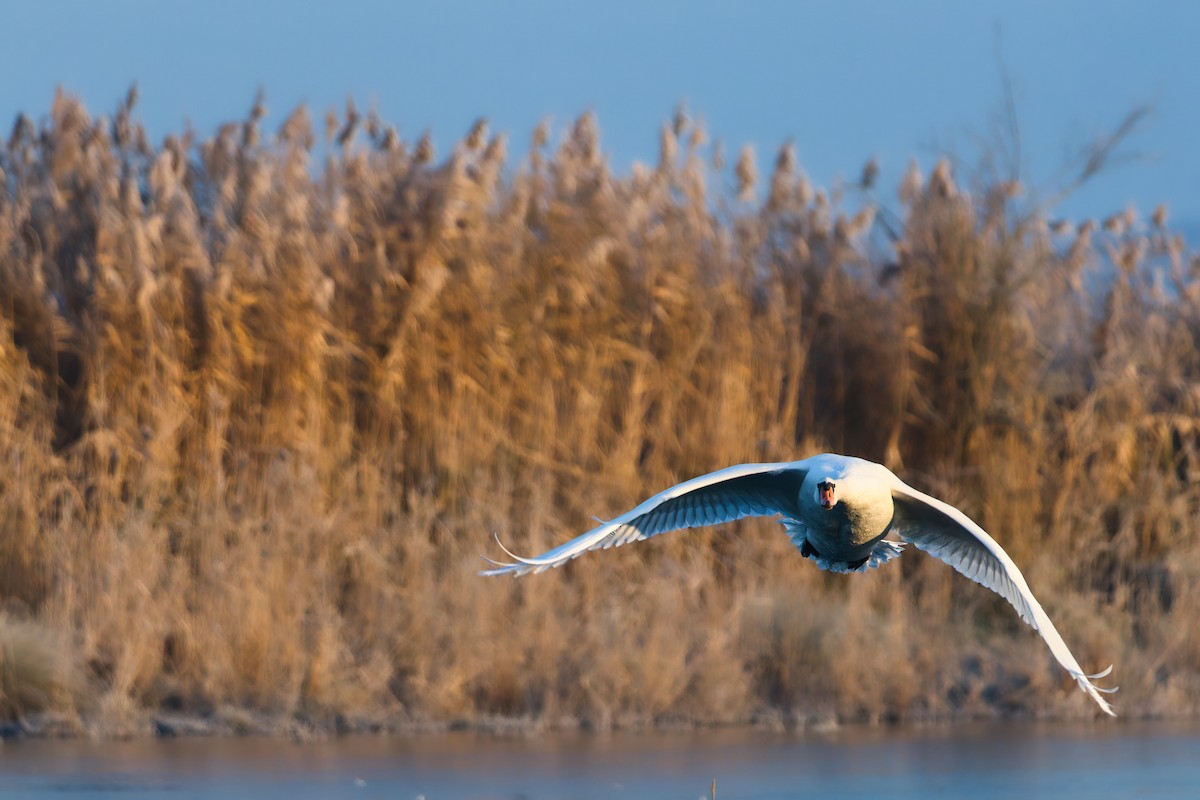 コブハクチョウ - ML645643100