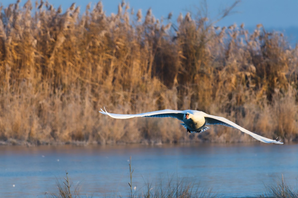 コブハクチョウ - ML645643101