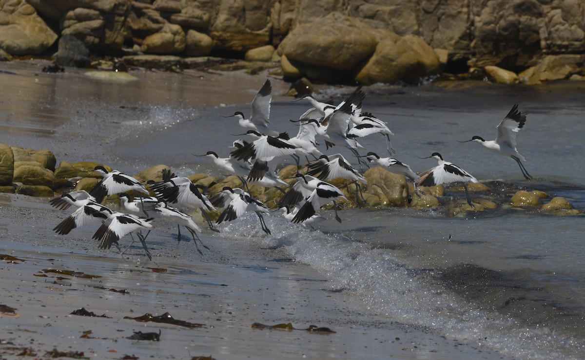 ソリハシセイタカシギ - ML645643102