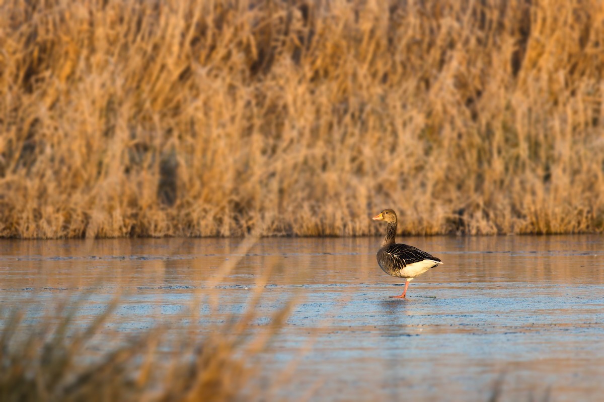 ハイイロガン - ML645643103