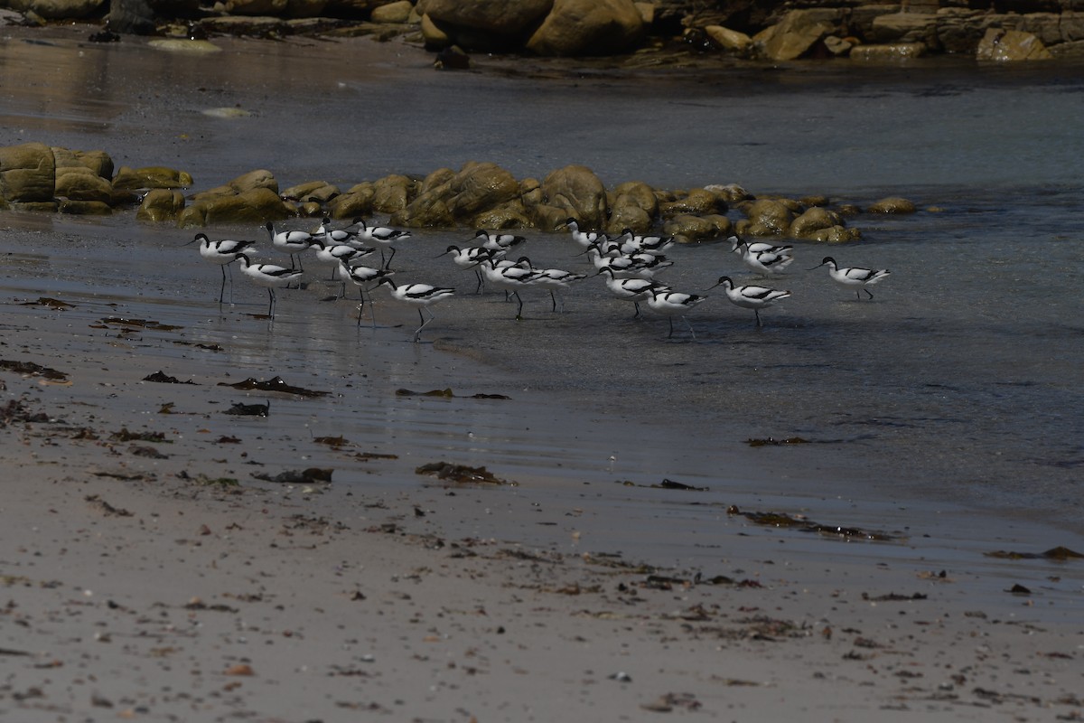 ソリハシセイタカシギ - ML645643104