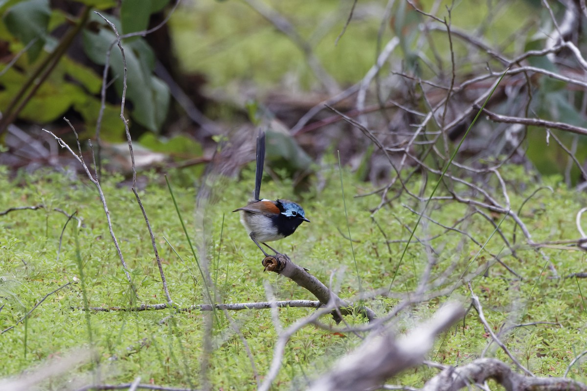 ウスアオオーストラリアムシクイ - ML645643105