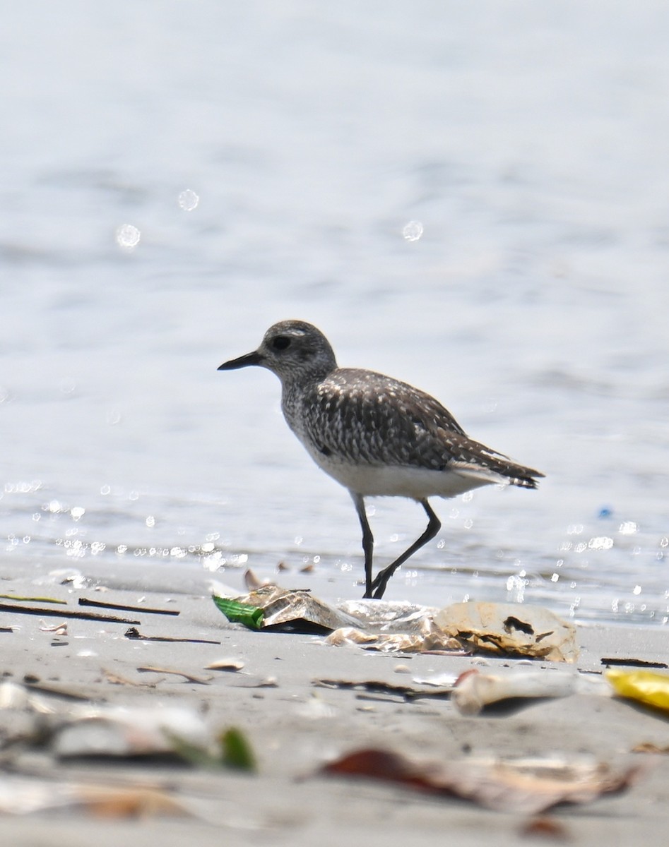 ダイゼン - ML645643106