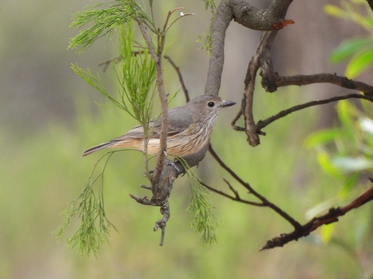 アカハラモズヒタキ - ML645643107