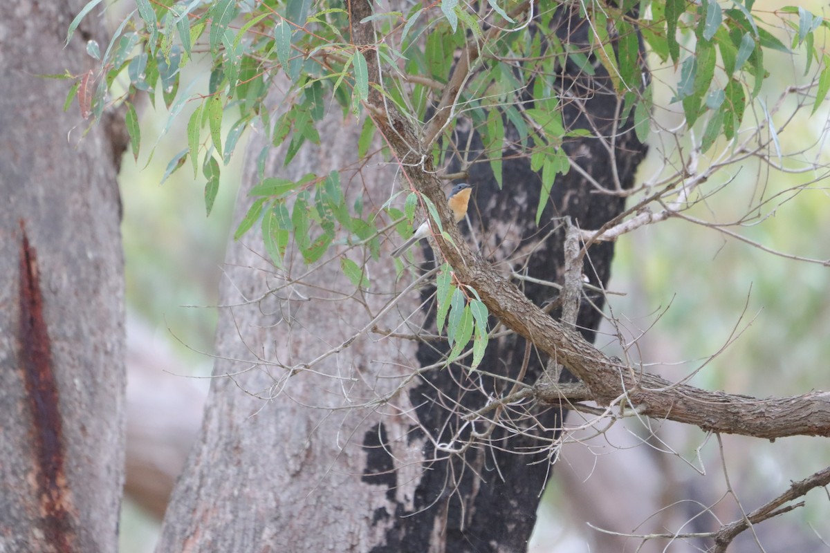 ナマリイロヒラハシ - ML645643111