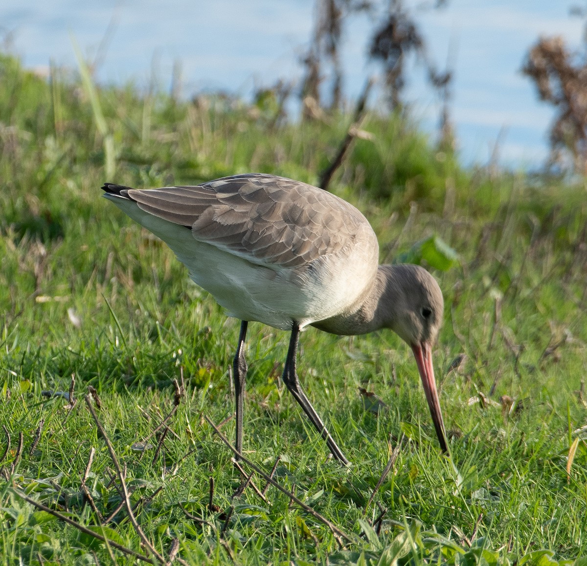オグロシギ - ML645643113