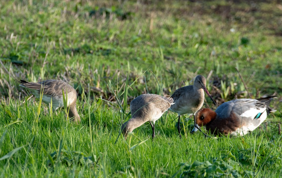 オグロシギ - ML645643114