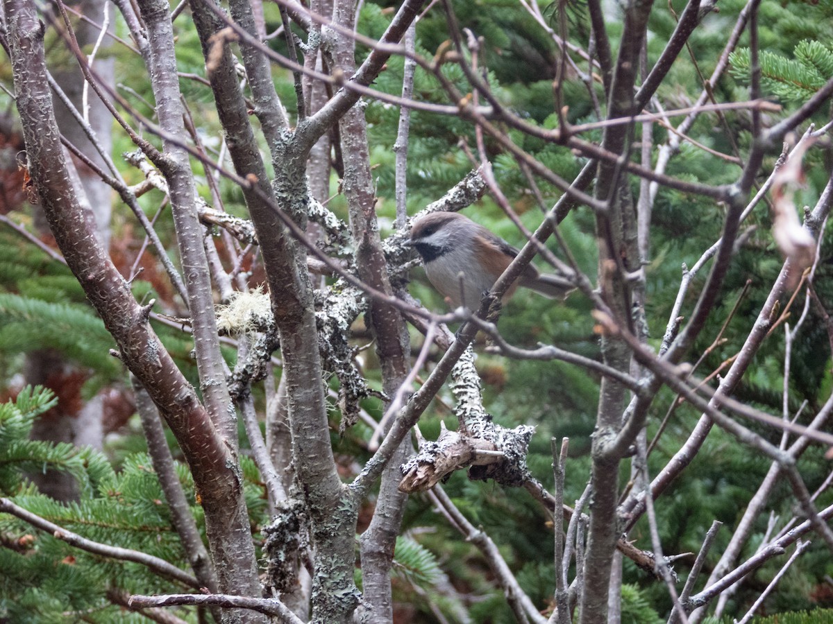 カナダコガラ - ML645643116