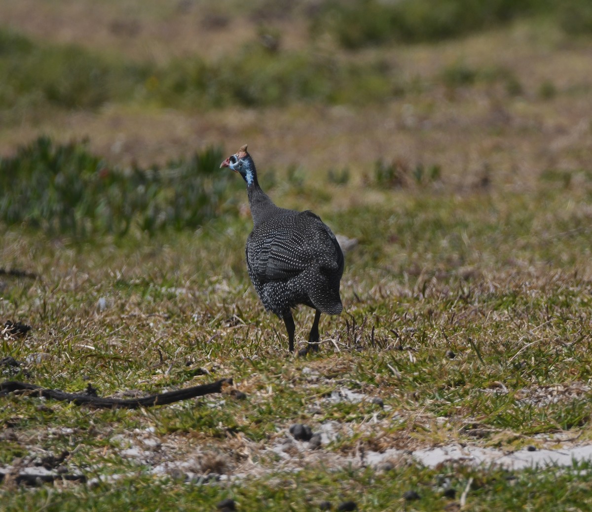 ホロホロチョウ - ML645643117