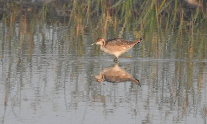レンカク - ML645643120