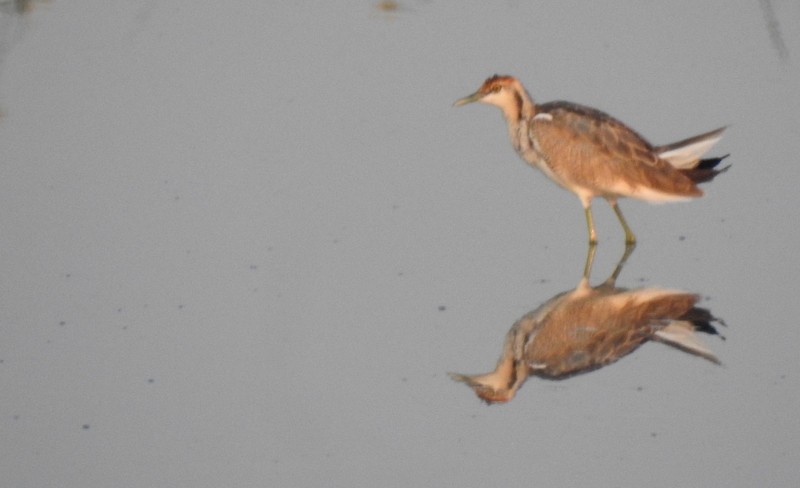 レンカク - ML645643121