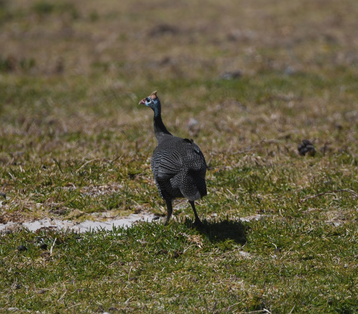 ホロホロチョウ - ML645643122