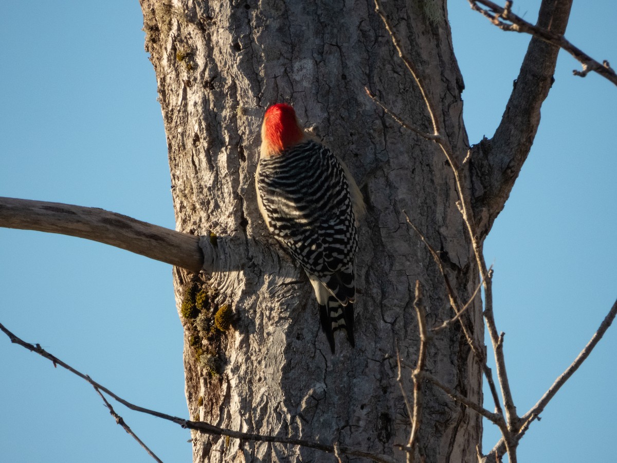 シマセゲラ - ML645643123