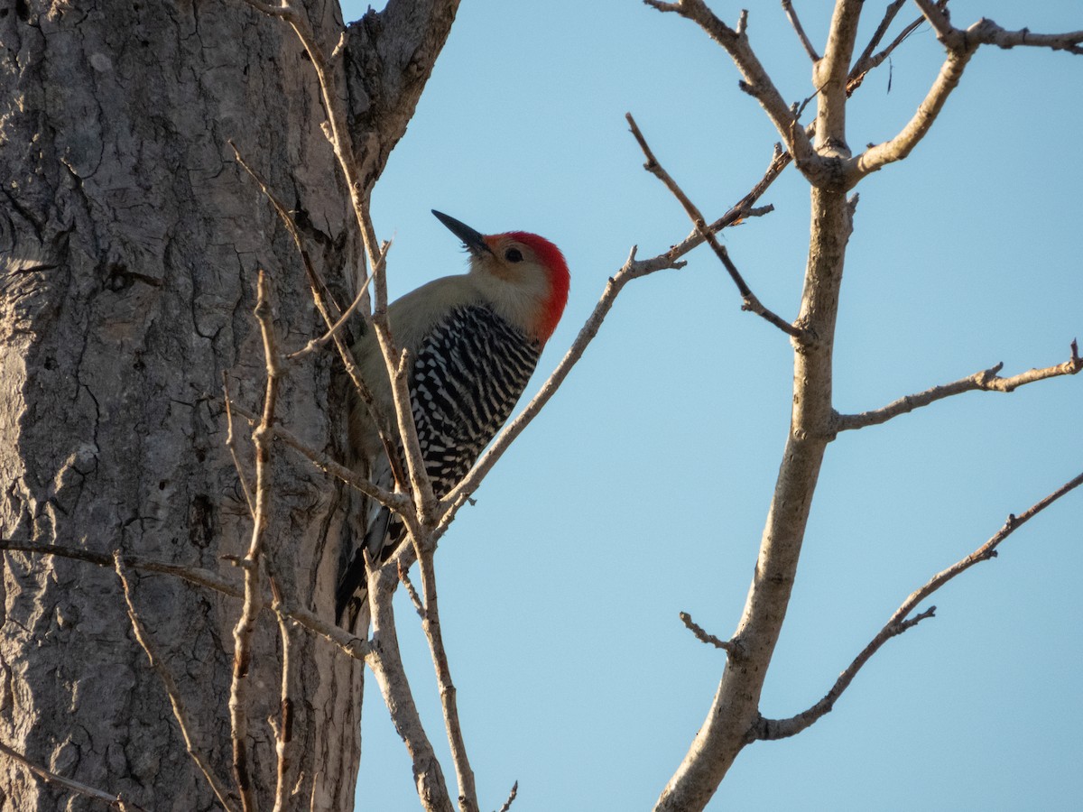 シマセゲラ - ML645643124