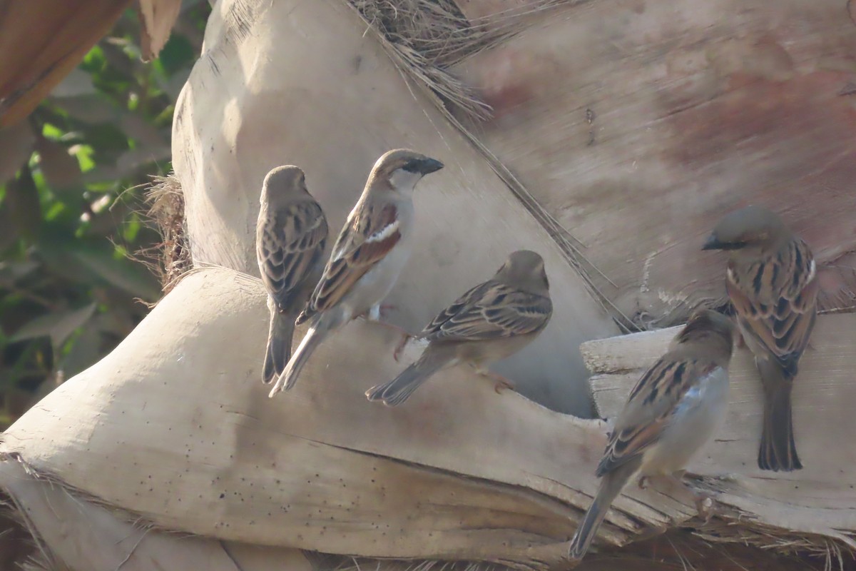 スペインスズメ - ML645643125