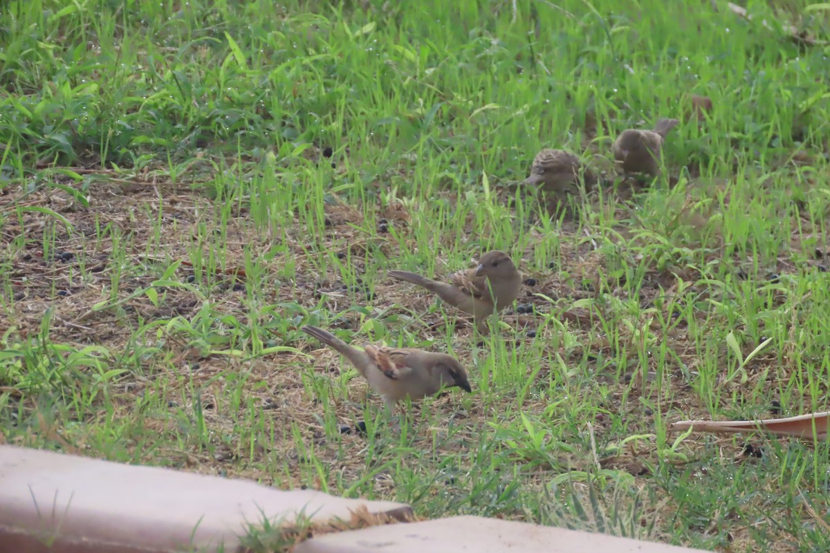 スペインスズメ - ML645643126